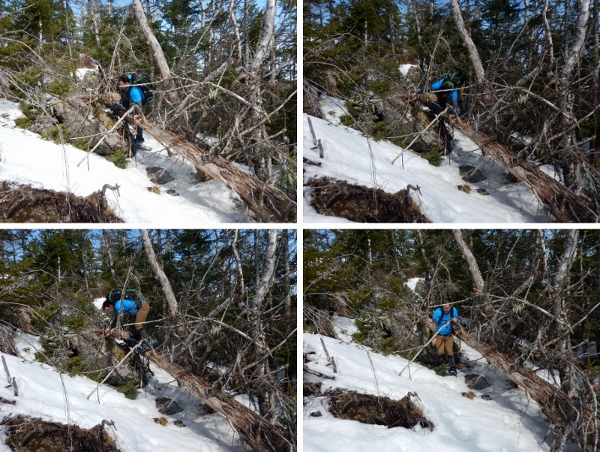 DSCN0421 Wade climbing over tree (800x602) (600x452)