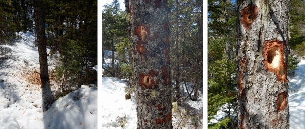 DSCN0499 Woodpecker (800x340) (600x255)