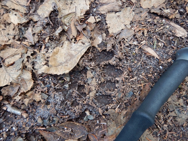 2015-11-08 Baxter Coe South Brother (54) (600x450)