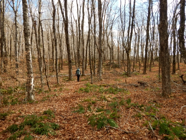 2015-11-08 Baxter Coe South Brother (56) (600x450)